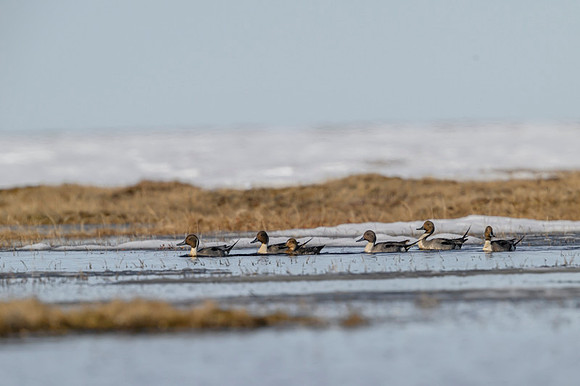 Northern Pintail Duck