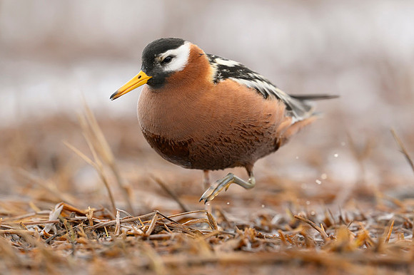 Red phalarope