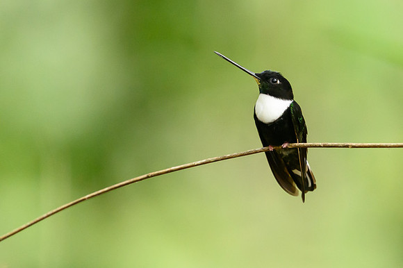 Collared Inca