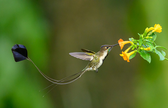 Marvellous Spatuletail Hummingbird