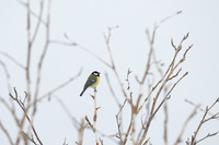 Great Tit / Sikora bogatka