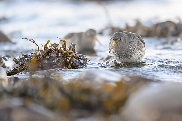 Purple sandpiper / Biegus morski