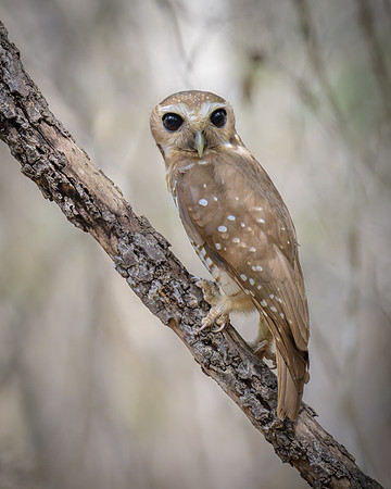 White browed owl