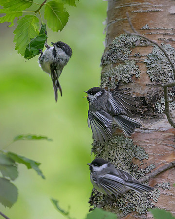 Boreal Chickadee