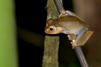 Madagascar Bright-eyed Frog