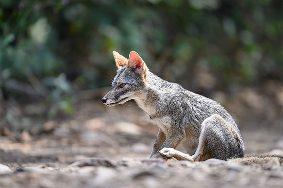 Sechuran Fox