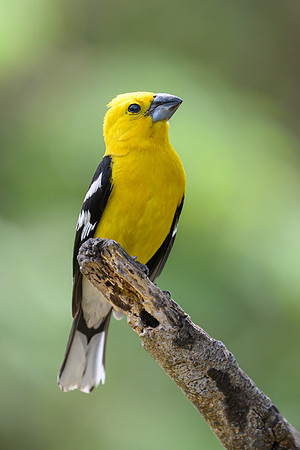 Golden Grosbeak