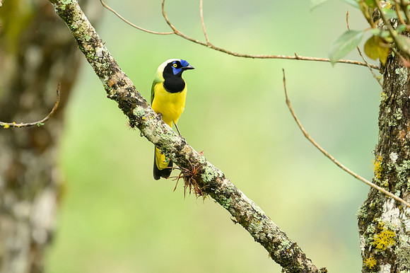 Green Jay