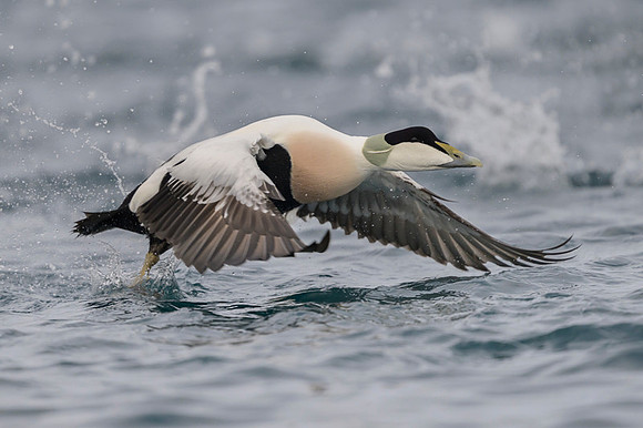 Common Eider / Edredon
