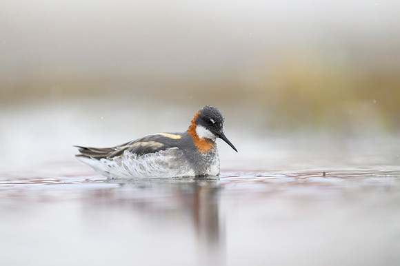 New Red-necked Phalarope
