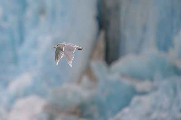 Glaucous gull