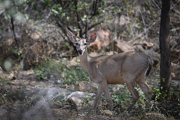 Deer