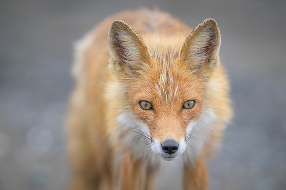 Red fox