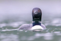 Common loon