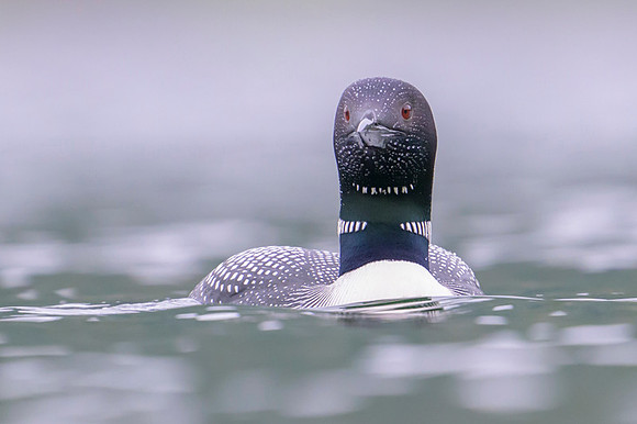 Common loon