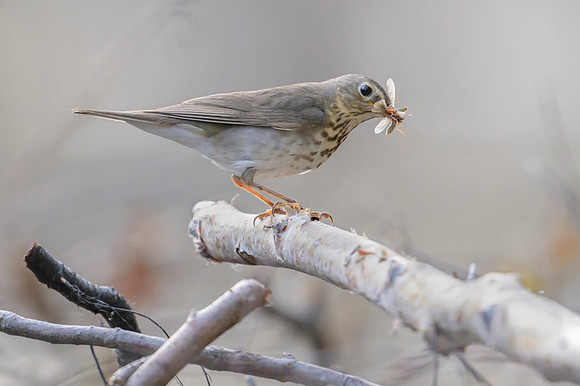 Swainson's thrush