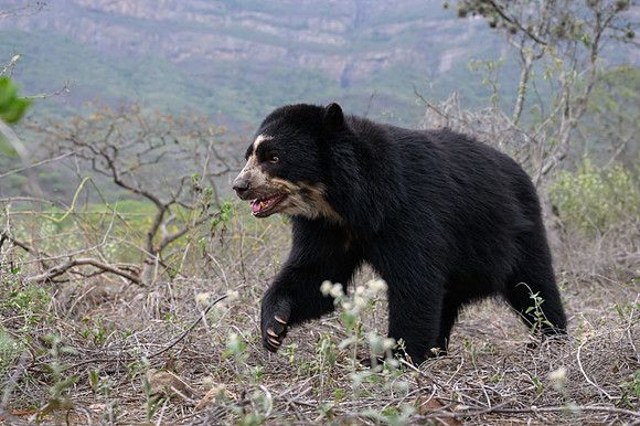 Spectacled Bear