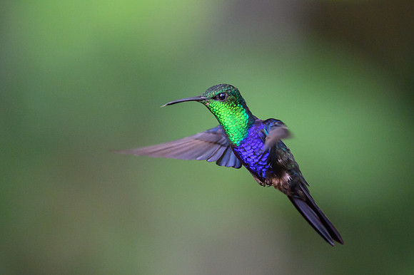 Fork-tailed Woodnymph