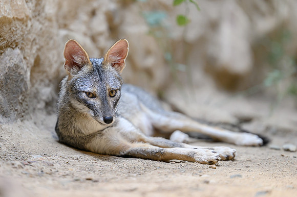 Sechuran Fox