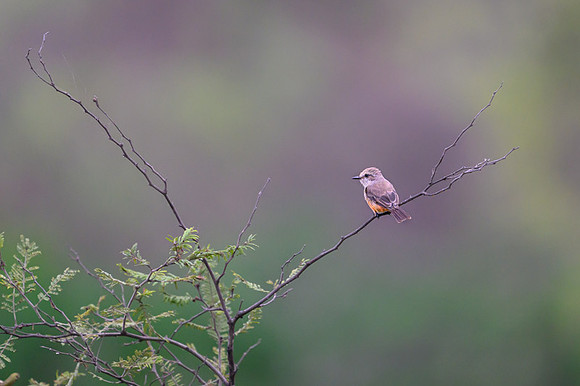Vermilion Flycatcher