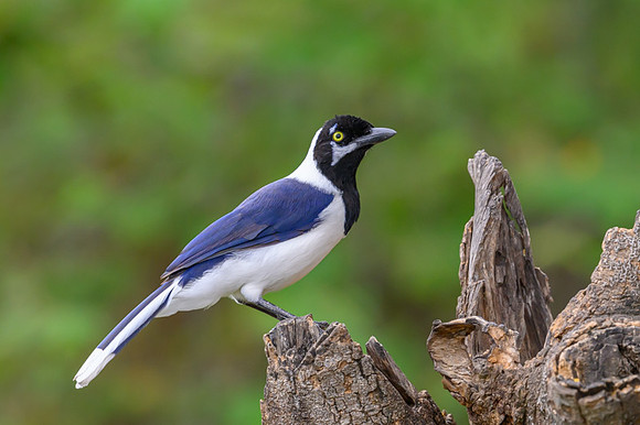 White-tailed Jay