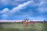 Impala Gazelle - Kenya