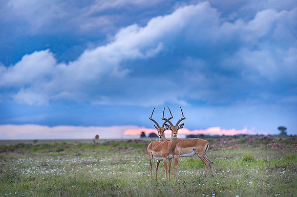 Impala Gazelle - Kenya