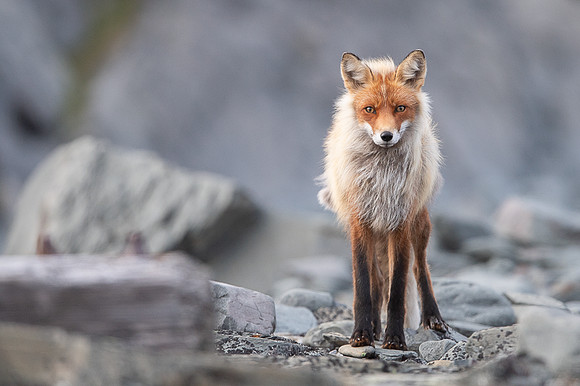 Red Fox - Norway