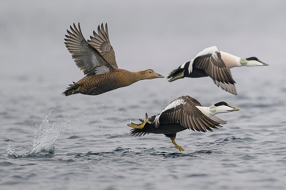 Common Eider / Edredon