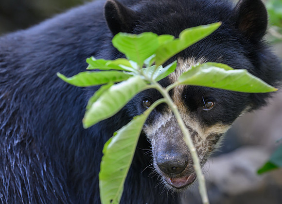 Spectacled Bear