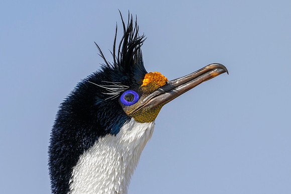 Imperial cormorant