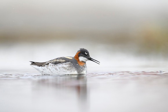 New Red-necked Phalarope