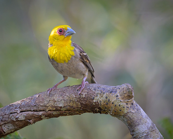 Sakalava weaver