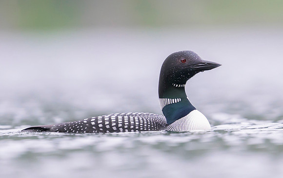 Common loon
