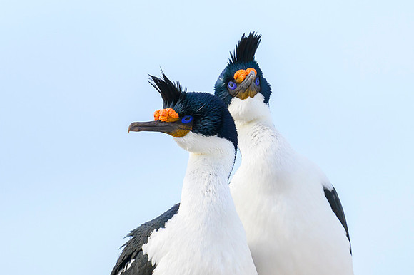 Imperial cormorant
