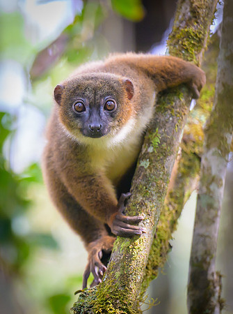 Red-bellied lemur