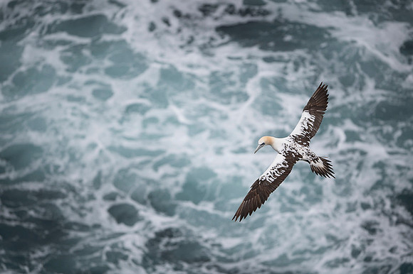 Nurthern Gannet - Iceland