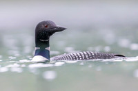Common loon