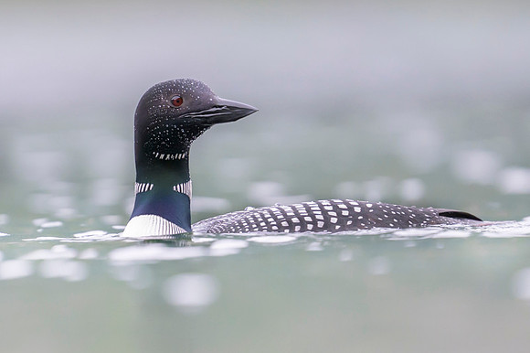 Common loon
