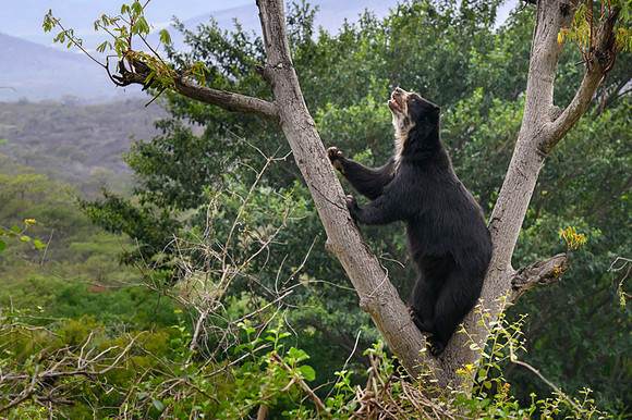 Spectacled Bear
