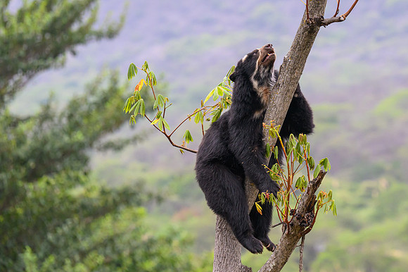 Spectacled Bear