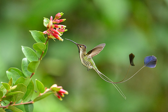 Marvellous Spatuletail Hummingbird