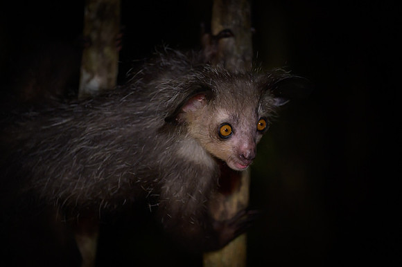 Aye-Aye