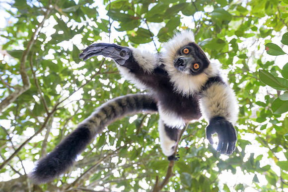 Black-and-white ruffed lemur