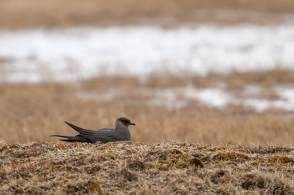 Northern jaeger