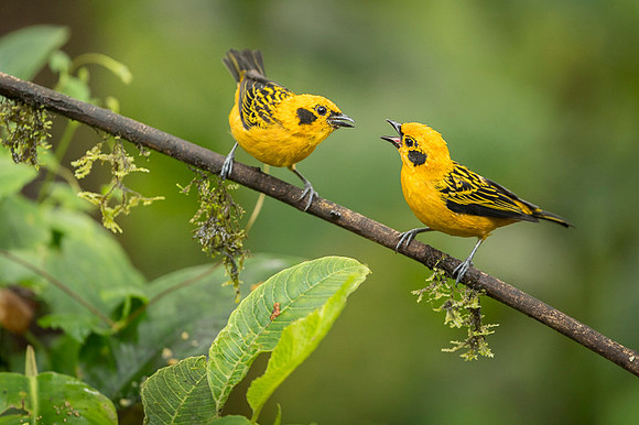 Golden Tanager