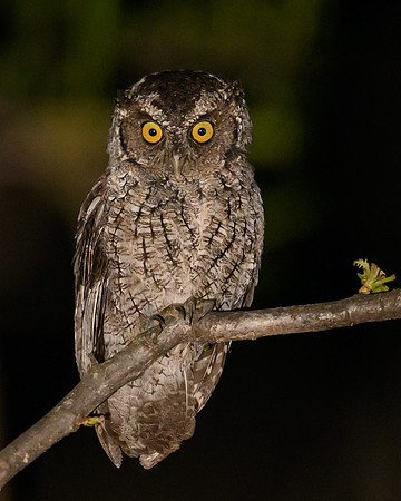 Peruvian-Screech Owl