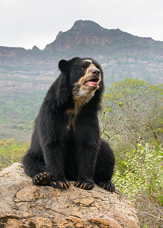 Spectacled Bear