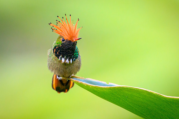 Rufous-crested Coquette