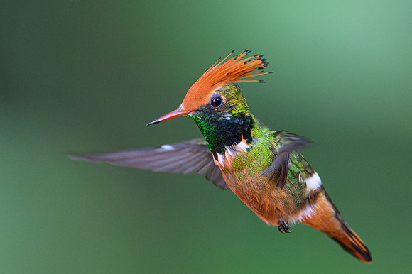 Rufous-crested Coquette